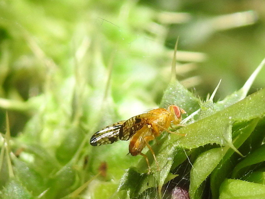 Tephritidae - fúrólégyfélék