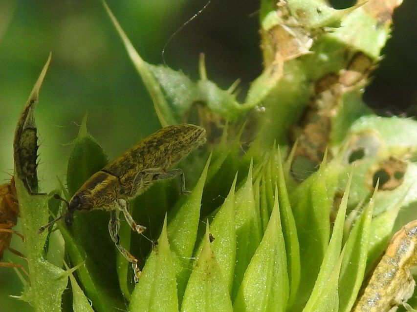 Lixus cardui/filiformis