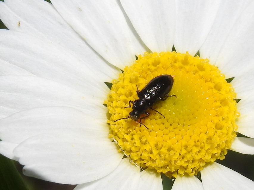 Dasytinae