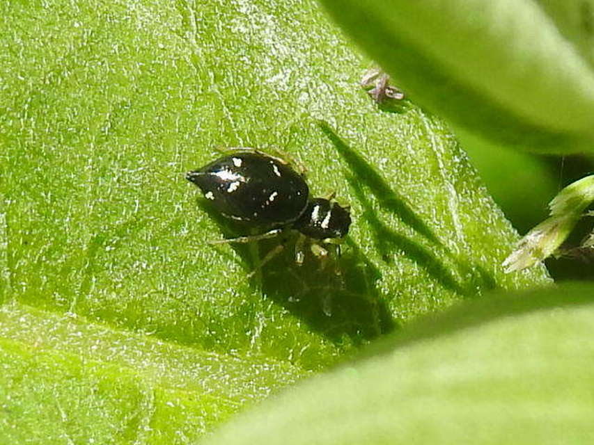Heliophanus