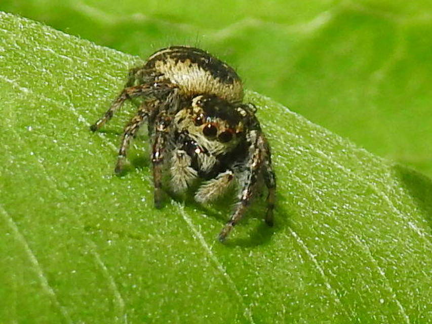 Carrhotus xanthogramma - rozsdás ugrópók