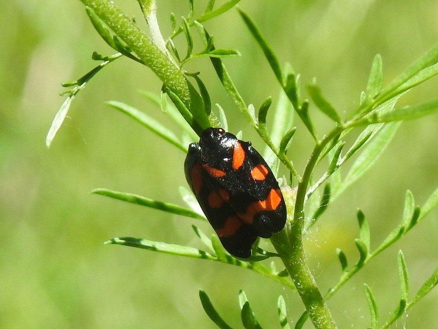 Cercopis arcuata/sanguinolenta