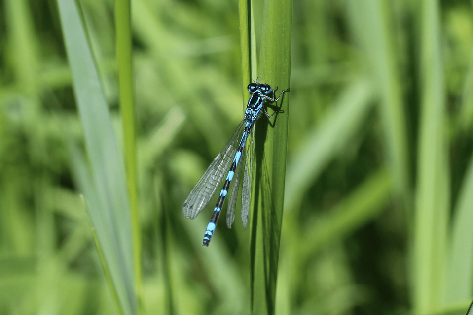 Coenagrion ornatum - díszes légivadász