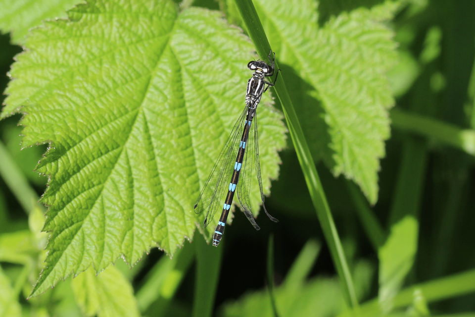 Coenagrion ornatum - díszes légivadász