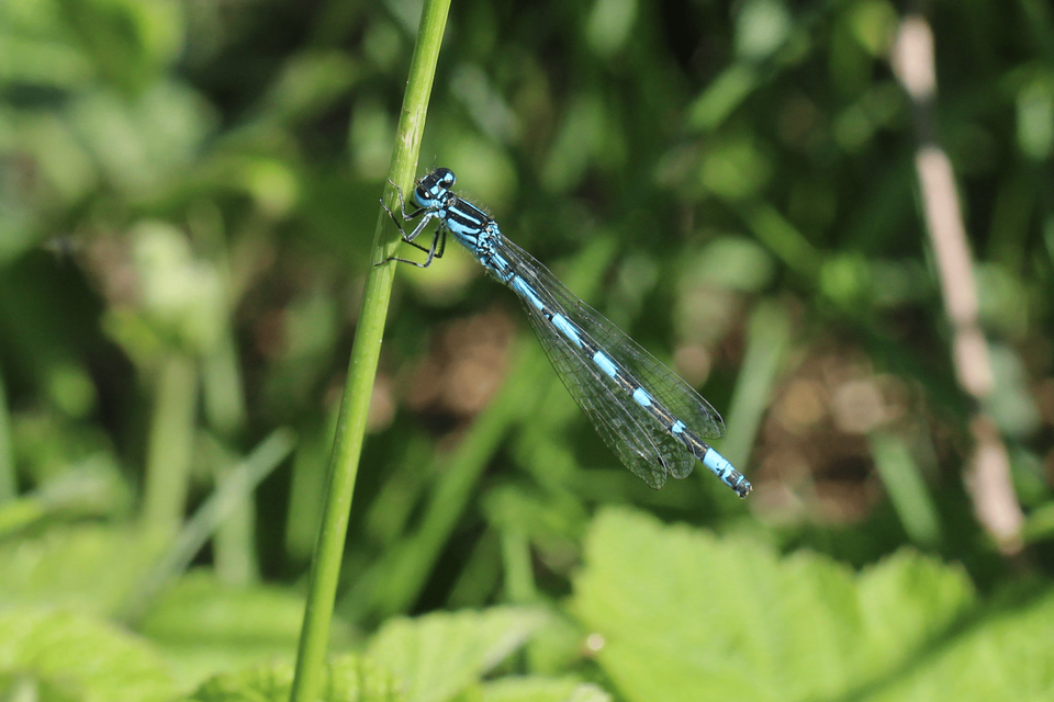 Coenagrion ornatum - díszes légivadász