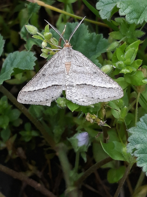 Tephrina arenacearia - lucerna-araszoló