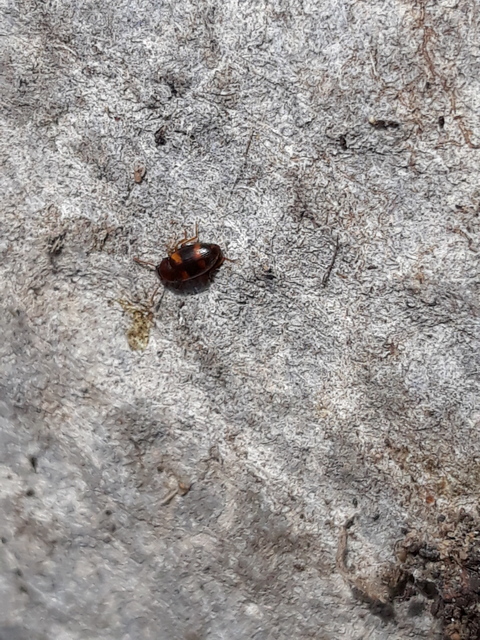 Alphitophagus bifasciatus - alomlakó gyászbogár