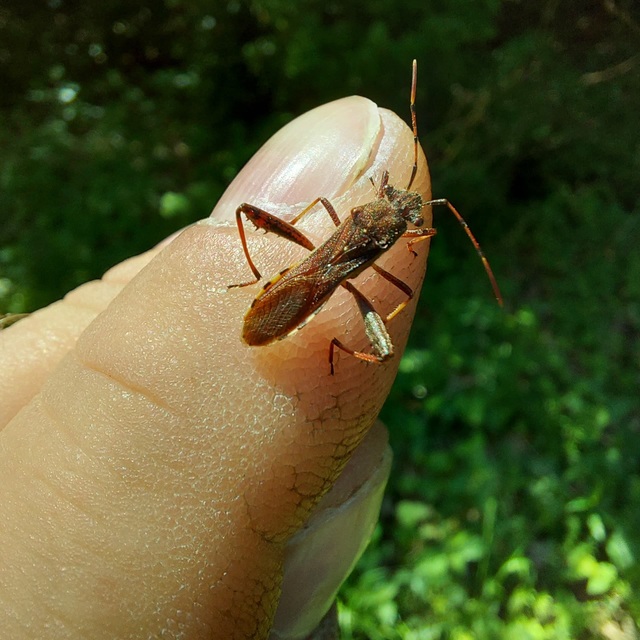 Camptopus lateralis - görbelábú karimáspoloska