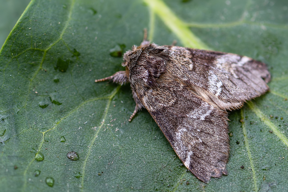 Drymonia dodonea - bélyeges púposszövő