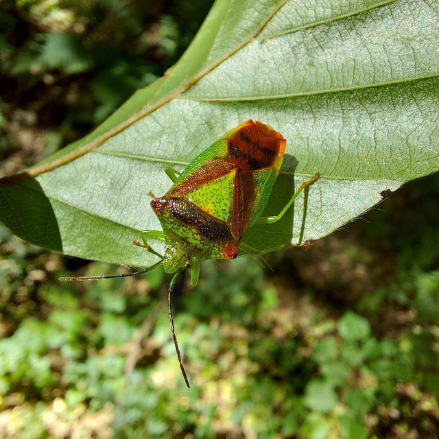 Acanthosoma haemorrhoidale - nagy dajkapoloska Acanthosoma haemorrhoidale - nagy dajkapoloska