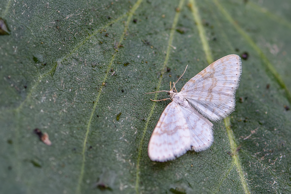 Asthena albulata - gyertyán-fehéraraszoló