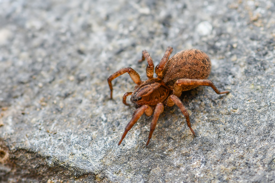 Alopecosa sulzeri