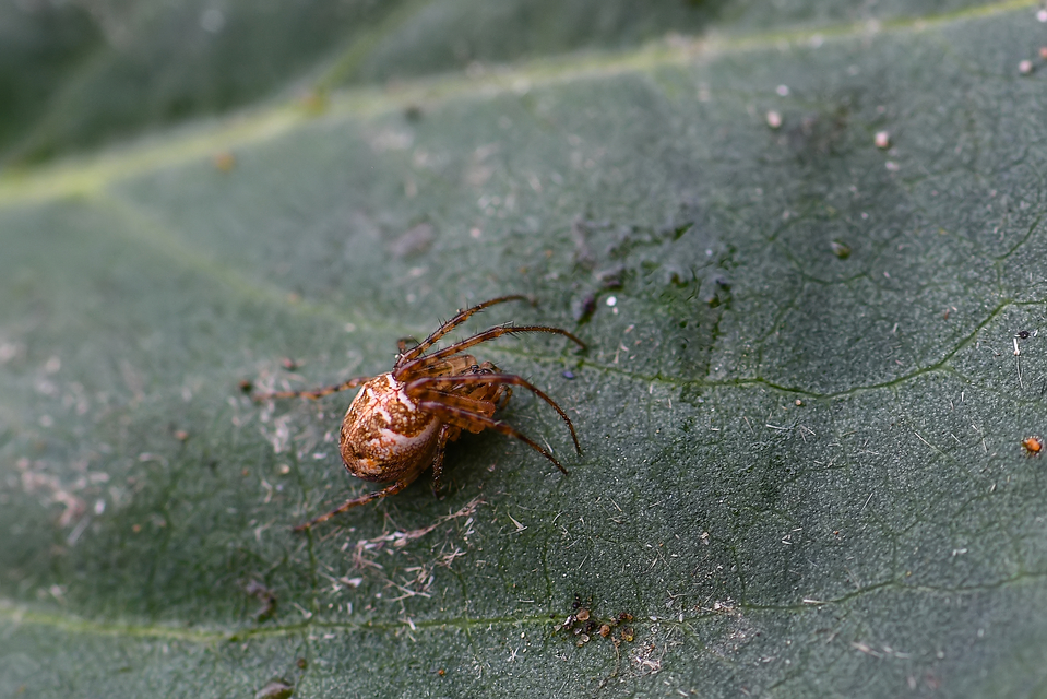 Metellina segmentata/mengei