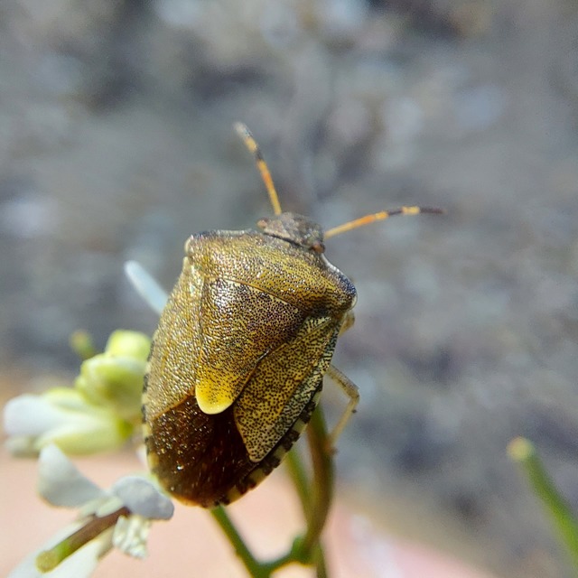 Peribalus strictus - tavaszi címerespoloska Peribalus strictus - tavaszi címerespoloska