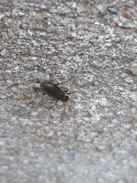 Ptinus rufipes - vöröslábú tolvajbogár