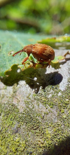 Anthonomus rectirostris - meggymaglikasztó Anthonomus rectirostris - meggymaglikasztó