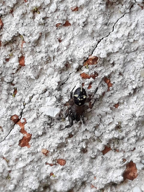 Asagena meridionalis