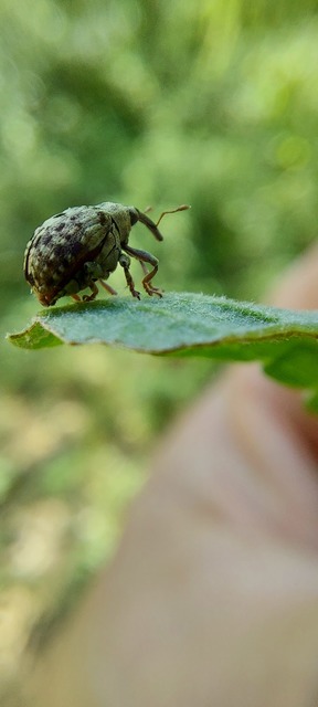 Cionus thapsus - kis ökörfarkkóró-gömbormányos