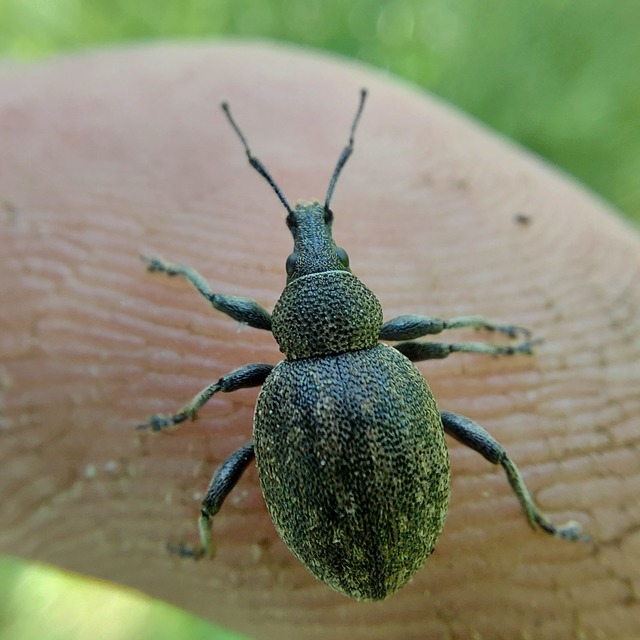 Otiorhynchus ligustici - vincellér-gyalogormányos