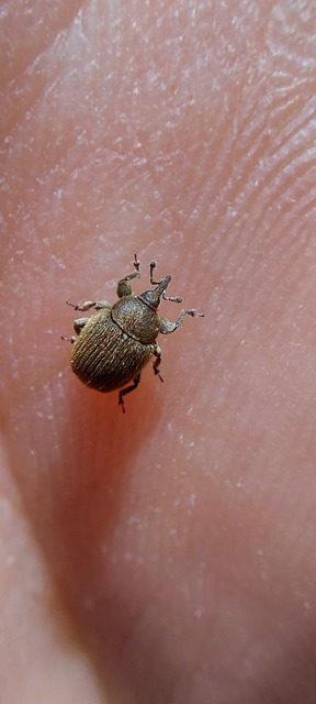 Rhinusa tetra - magtoklakó ökörfarkkóró-ormányos