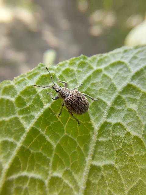 Peritelus familiaris - nagy kendermagbogár