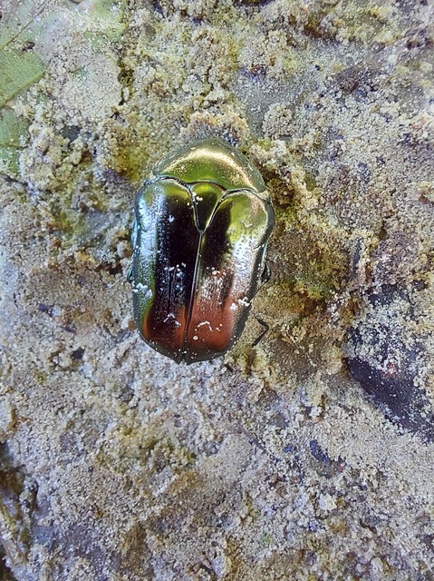 Protaetia marmorata - márványos virágbogár