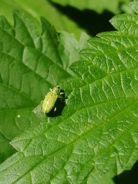 Polydrusus formosus - selymes lombormányos