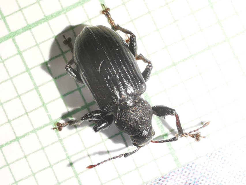 Phyllobius pyri - gyümölcsfa-levélormányos