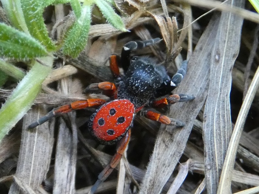 Eresus moravicus - sárgafejű bikapók Eresus moravicus - sárgafejű bikapók