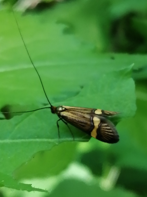 Nemophora degeerella - pompás tőrösmoly