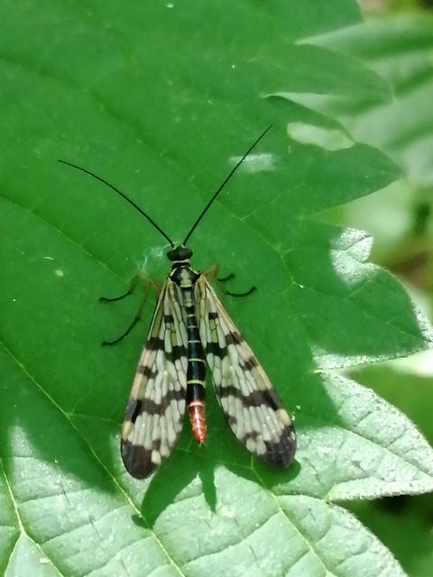 Panorpa vulgaris