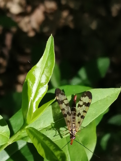 Panorpa vulgaris