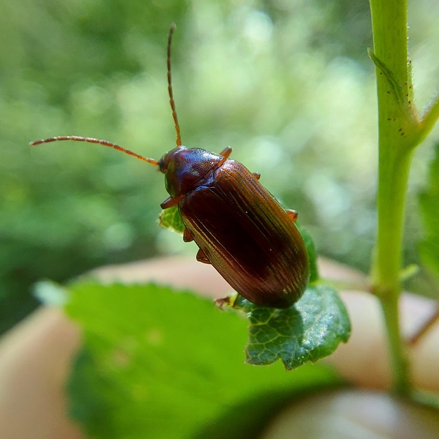 Gonodera luperus - gyászos alkonybogár