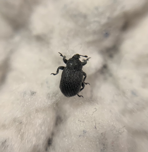 Rhinusa linariae - gubacsképző gyújtoványfű-ormányos