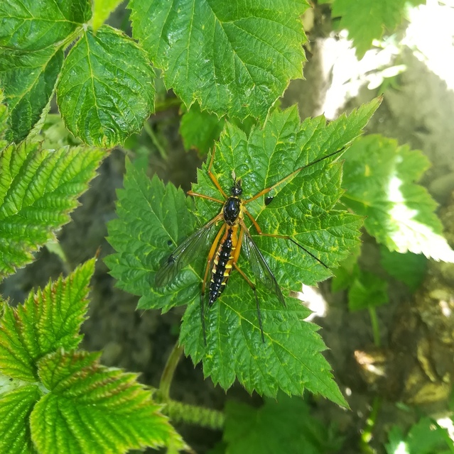 Ctenophora pectinicornis