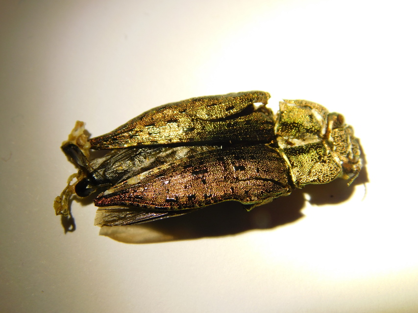 Dicerca berolinensis - bükkfa-díszbogár