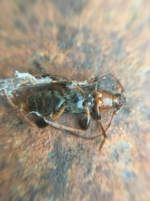 Phymatodes testaceus - változékony korongcincér Phymatodes testaceus - változékony korongcincér
