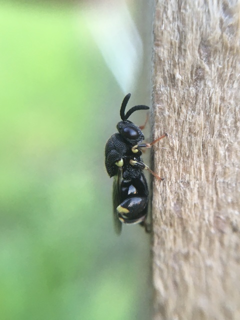 Brachymeria
