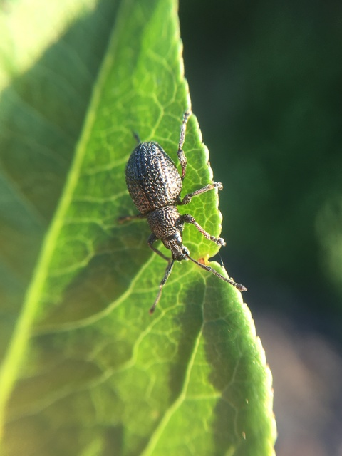 Otiorhynchus hystrix - sörtés gyalogormányos