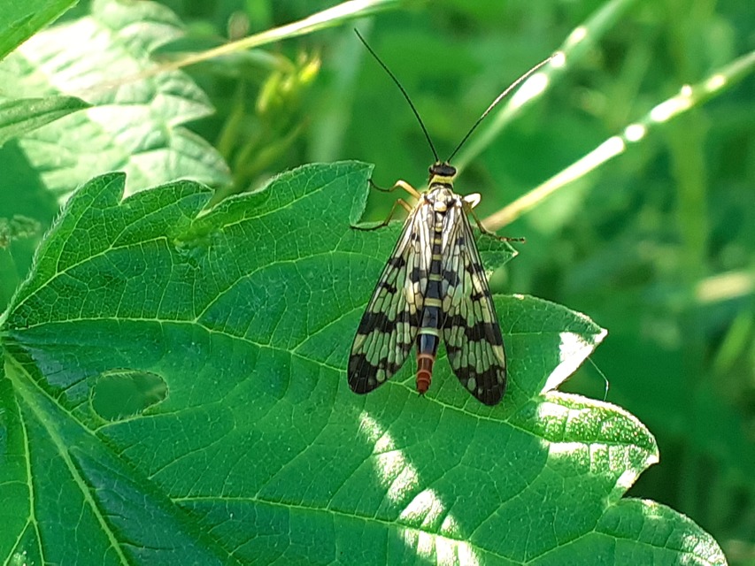 Panorpa vulgaris