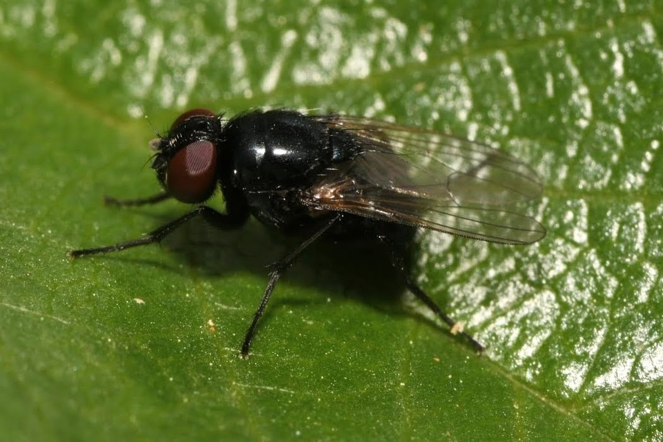 Hydrotaea