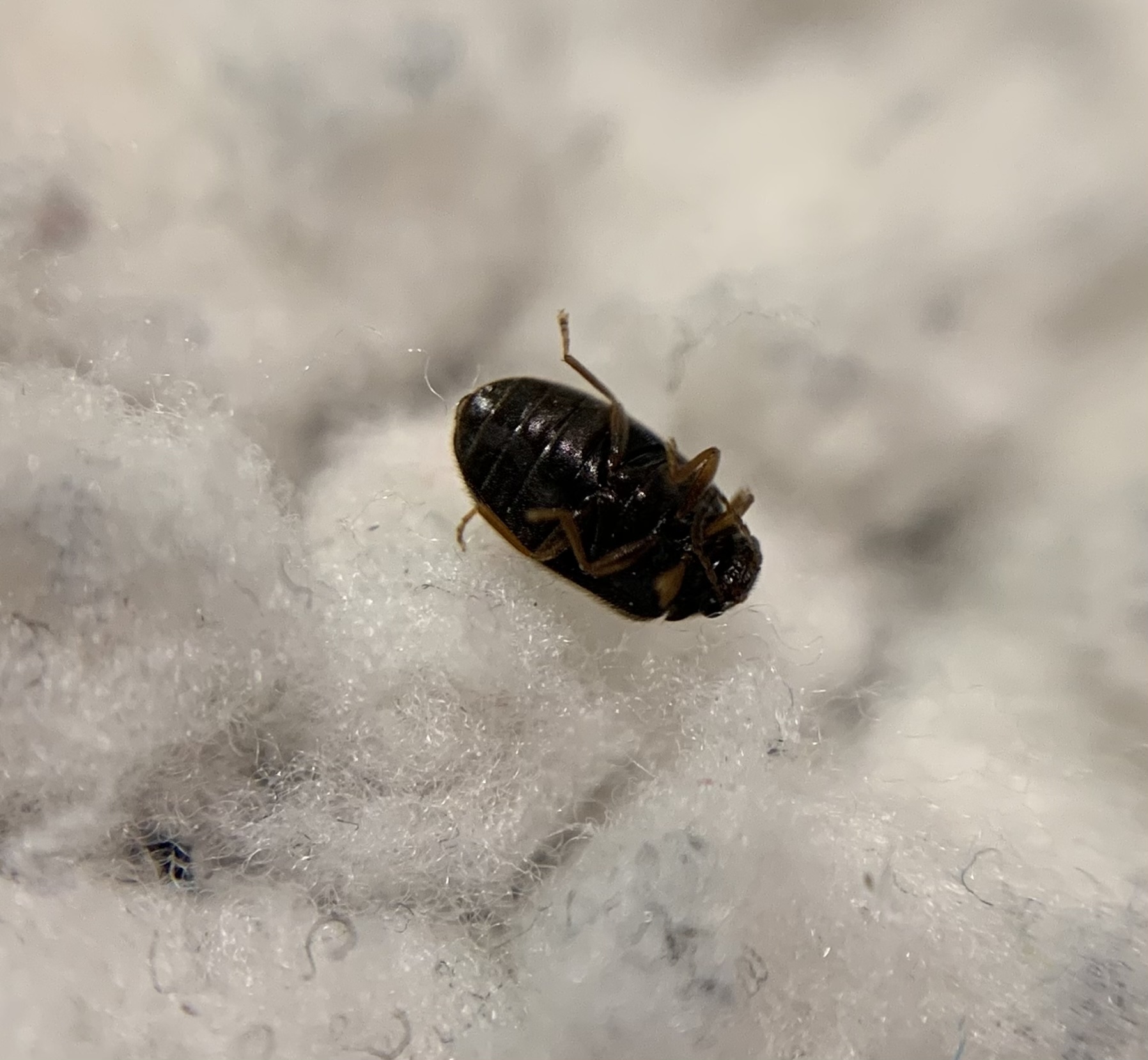 Contacyphon coarctatus