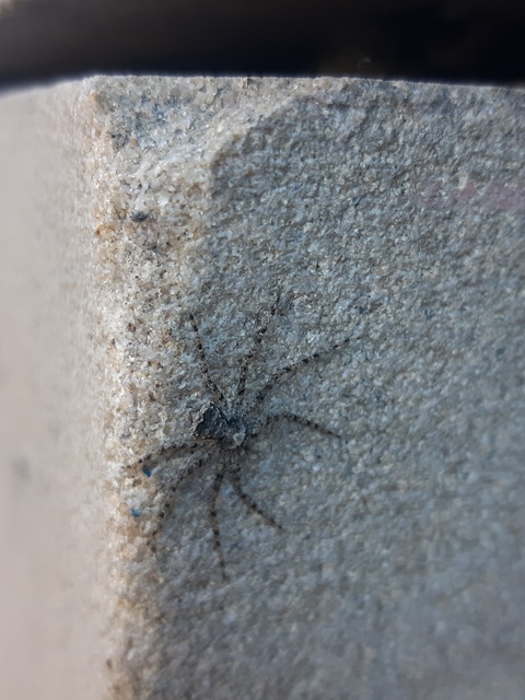 Philodromus poecilus - cifra karolópók