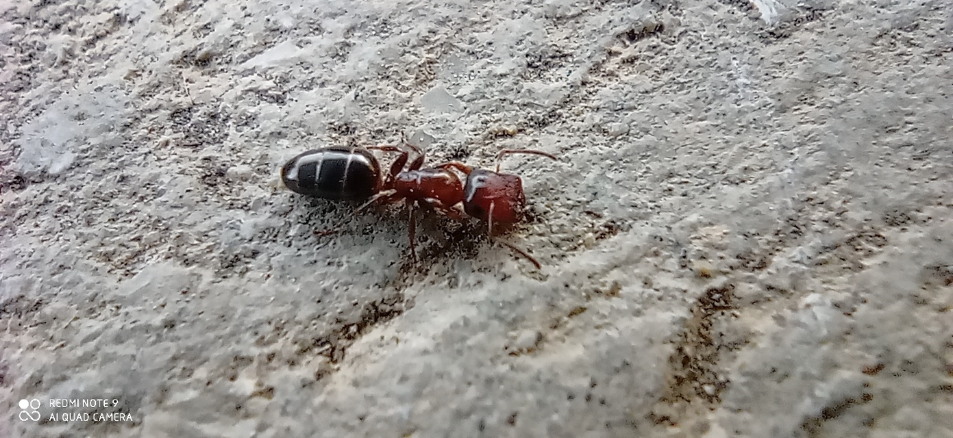 Colobopsis truncata - kapushangya