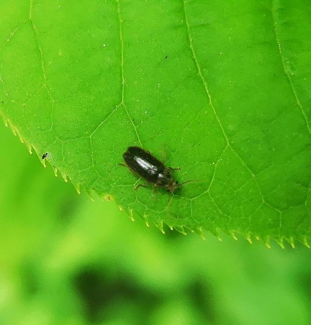 Hyperisus plumbeus - fémes álszú