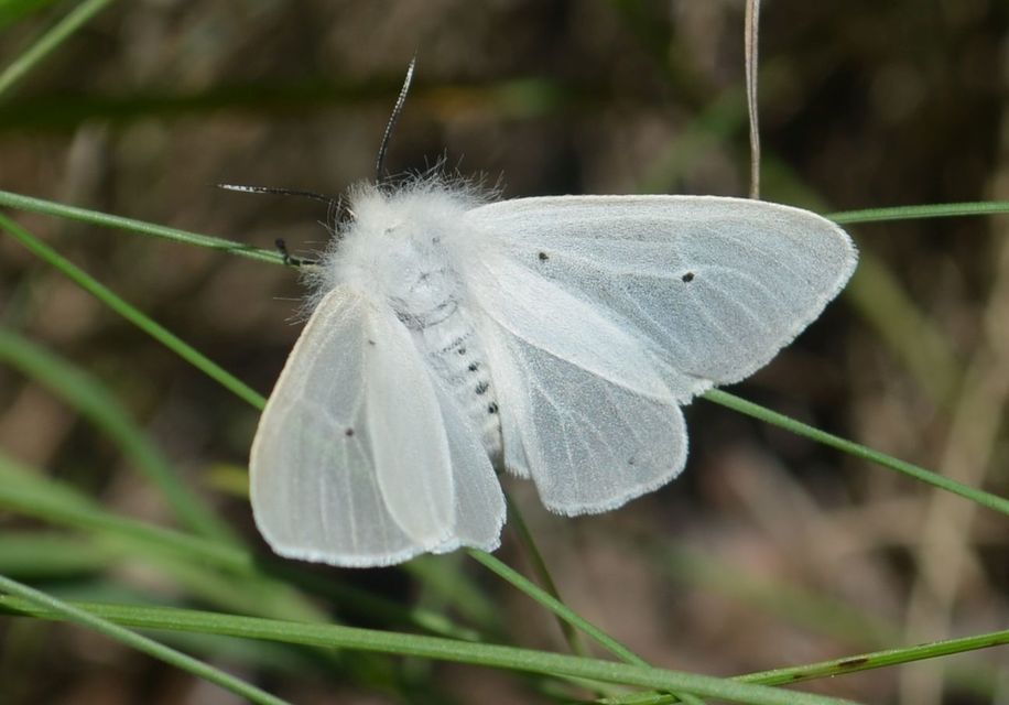 Diaphora mendica - felemás medvelepke