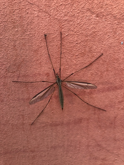 Tipula