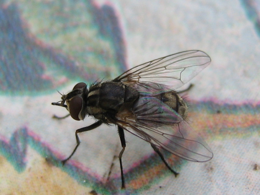 Stomoxys calcitrans - szuronyos istállólégy