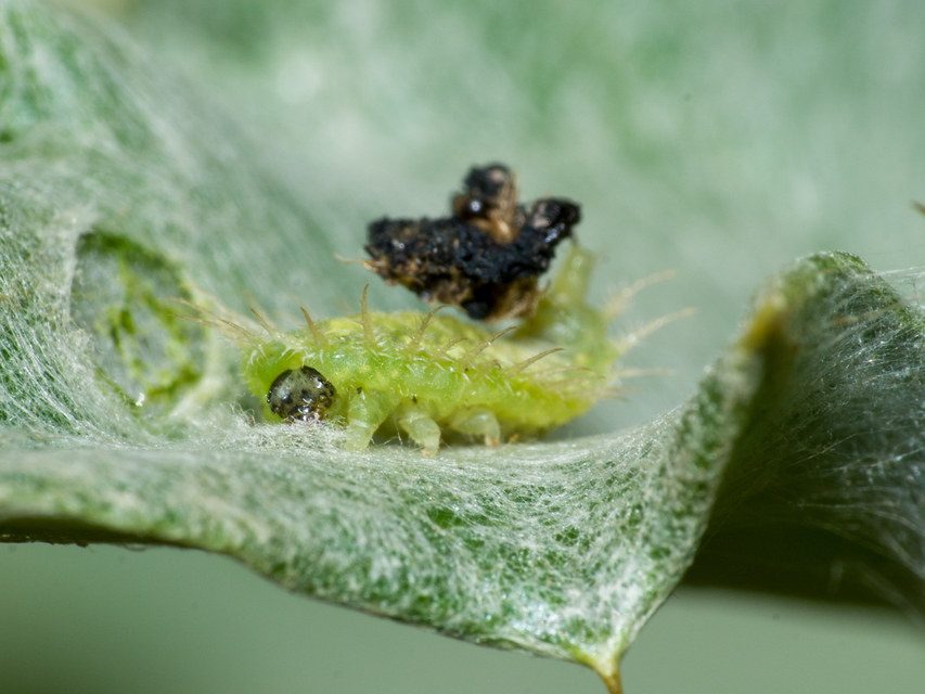 Cassida
