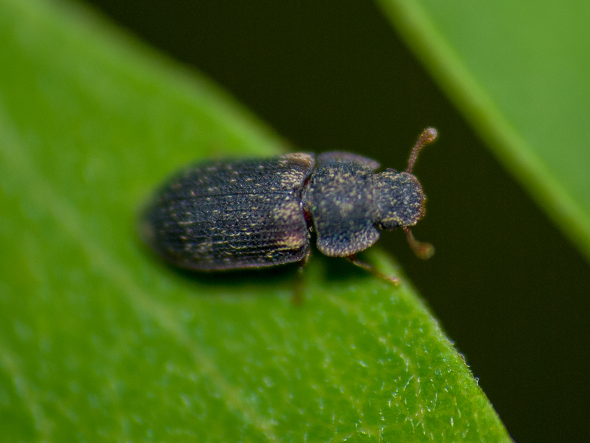 Colobicus hirtus - szegélyes héjbogár